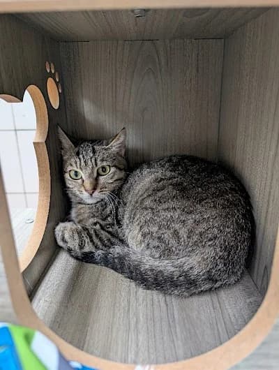 Calantha, European Shorthair for adoption at Tierheim Troisdorf