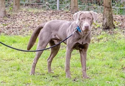 Charly, Labrador Retriever for adoption at Tierheim Troisdorf