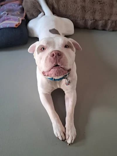 Chucky, male English Bulldog for adoption at Tierheim Troisdorf