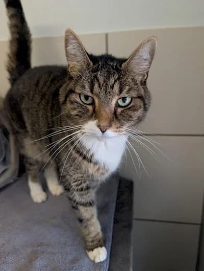 Easy, male senior European Shorthair for adoption at Tierheim Troisdorf