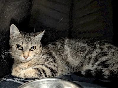 Elly, European Shorthair for adoption at Tierheim Troisdorf