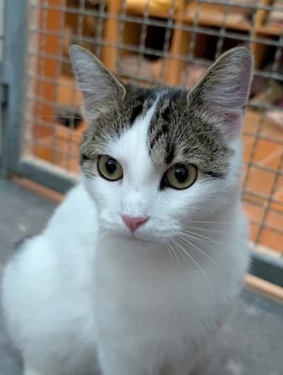 Fauchelia, European Shorthair for adoption at Tierheim Troisdorf