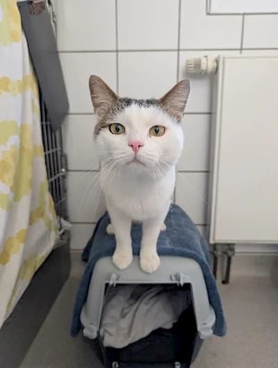 Fliou, male European Shorthair for adoption at Tierheim Troisdorf