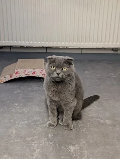 Frieda und Oskar, Scottish Fold for adoption at Tierheim Troisdorf