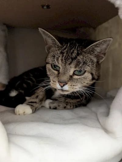 Gladys, European Shorthair for adoption at Tierheim Troisdorf
