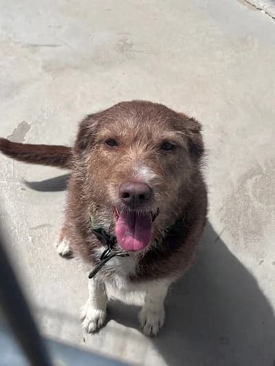 Ingrid, female Mixed Breed for adoption at Tierheim Troisdorf