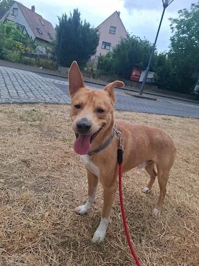 Ivar, Mixed Breed for adoption at Tierheim Troisdorf