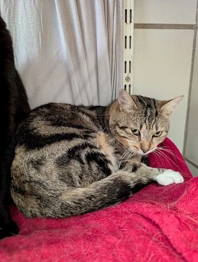 Jack, European Shorthair for adoption at Tierheim Troisdorf