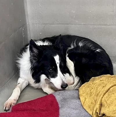 Jacko, male senior Border Collie for adoption at Tierheim Troisdorf