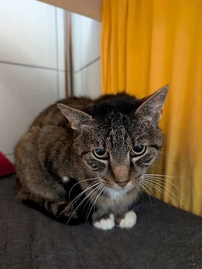 Jackson, male European Shorthair for adoption at Tierheim Troisdorf