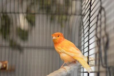 Kanarienvögel, mixed breed for adoption at Tierheim Troisdorf