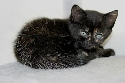 Katzen-Kindergarten, European Shorthair for adoption at Tierheim Troisdorf