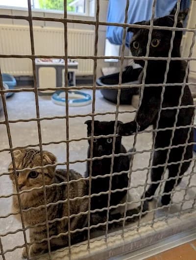 Katzenkindergarten EKH/Scottish Fold, puppy European Shorthair for adoption at Tierheim Troisdorf