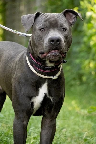 Loui, male Staffordshire Bull Terrier for adoption at Tierheim Troisdorf