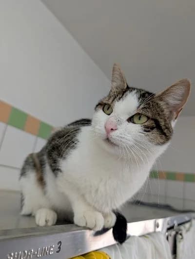 Fructina, European Shorthair for adoption at Tierheim Troisdorf