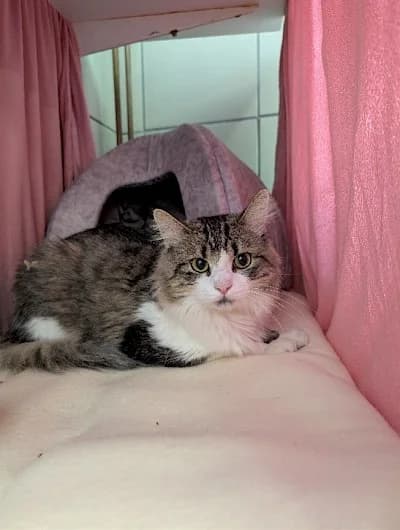 Maza, mixed breed for adoption at Tierheim Troisdorf