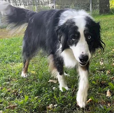 Mogli, male Australian Shepherd for adoption at Tierheim Troisdorf