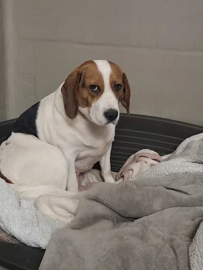 Molly, Beagle for adoption at Tierheim Troisdorf