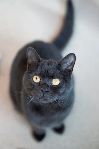 Mr. Brian, European Shorthair for adoption at Tierheim Troisdorf
