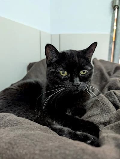Muffin, European Shorthair for adoption at Tierheim Troisdorf