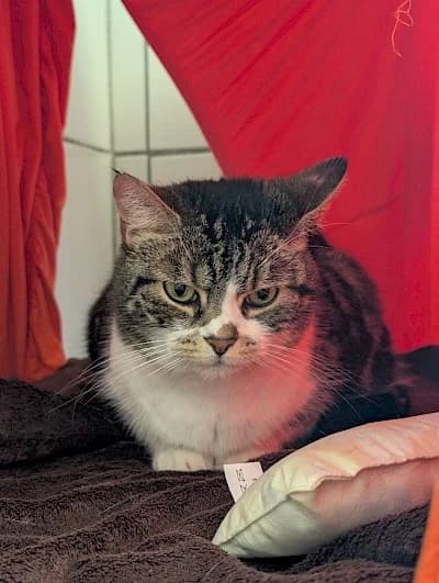 Nami, European Shorthair for adoption at Tierheim Troisdorf