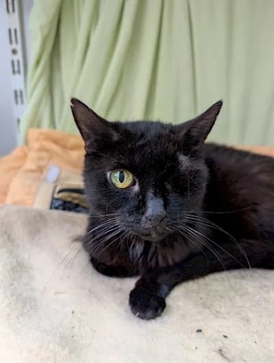 Negra, European Shorthair for adoption at Tierheim Troisdorf