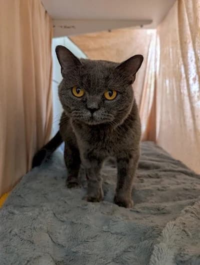 Nuri, British Shorthair for adoption at Tierheim Troisdorf