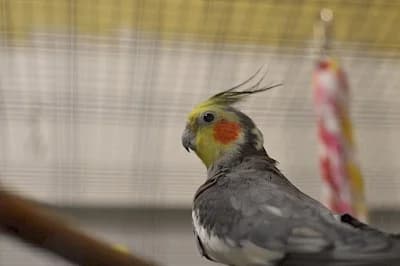 Nymphensittiche, mixed breed for adoption at Tierheim Troisdorf