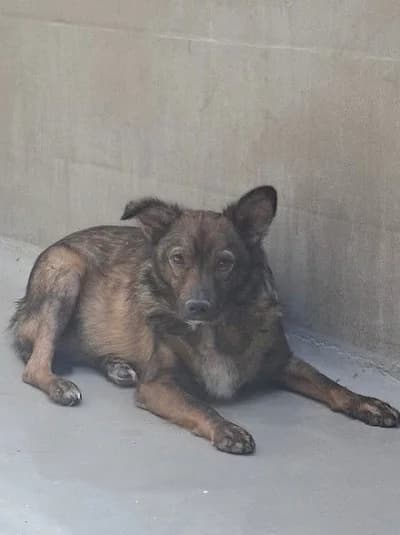 Pauli, male Mixed Breed for adoption at Tierheim Troisdorf