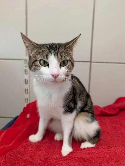 Physalis, European Shorthair for adoption at Tierheim Troisdorf