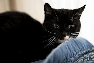 Pria, European Shorthair for adoption at Tierheim Troisdorf