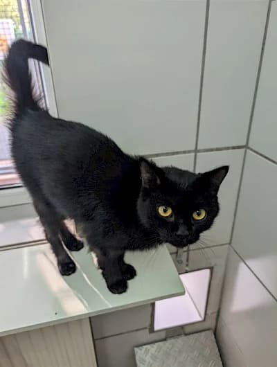 Roby, male European Shorthair for adoption at Tierheim Troisdorf