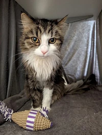 Silvester, male European Shorthair for adoption at Tierheim Troisdorf
