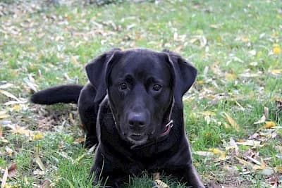 Spike, Labrador Retriever for adoption at Tierheim Troisdorf