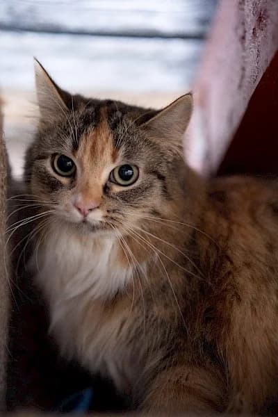 Stella, Mixed Breed for adoption at Tierheim Troisdorf