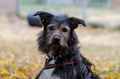 Sven, male mixed breed for adoption at Tierheim Troisdorf