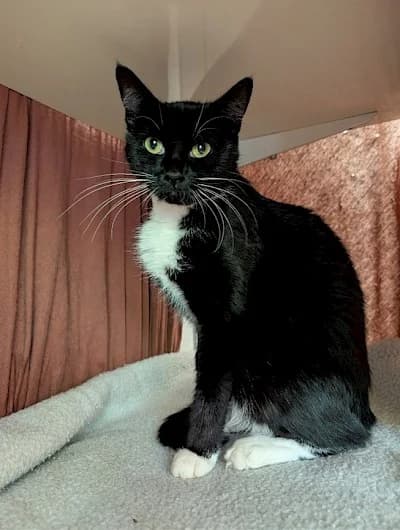 Tendra, European Shorthair for adoption at Tierheim Troisdorf