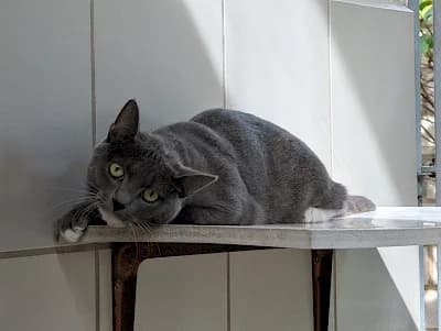 Thyson, male British Shorthair for adoption at Tierheim Troisdorf