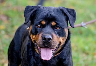 Tiger, male Rottweiler for adoption at Tierheim Troisdorf