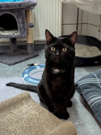 Tino, male European Shorthair for adoption at Tierheim Troisdorf