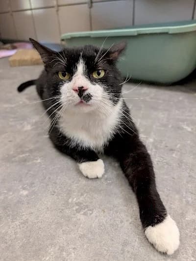 Tyler, male European Shorthair for adoption at Tierheim Troisdorf