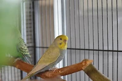 Wellensittich, mixed breed for adoption at Tierheim Troisdorf