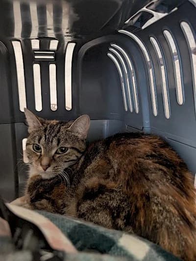 Wilde Hilde, European Shorthair for adoption at Tierheim Troisdorf