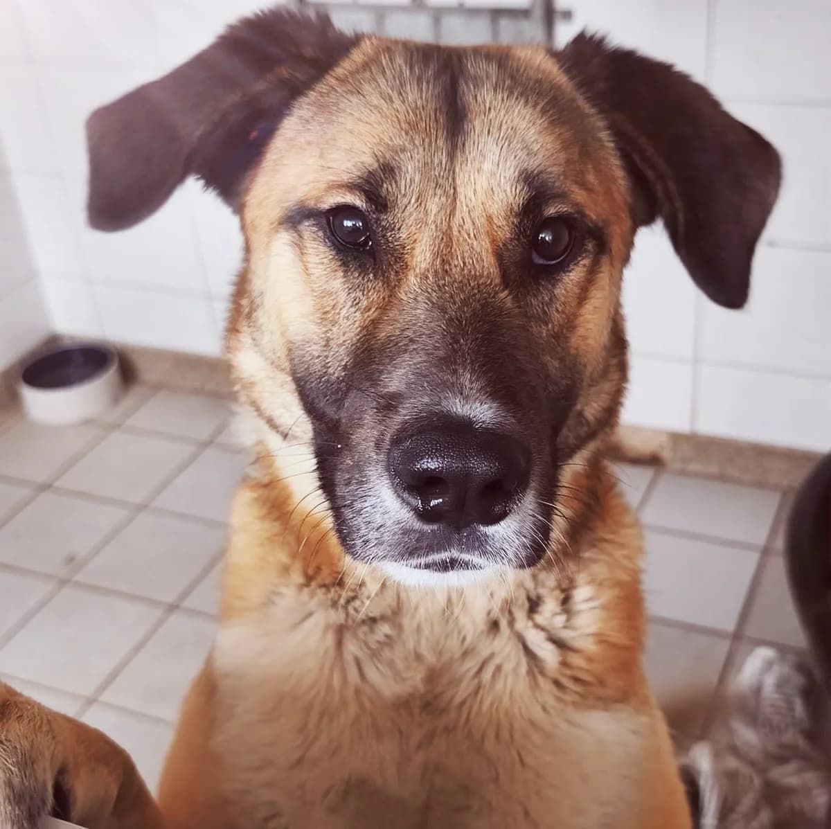 Oli, female 3yo Mixed Breed for adoption at Tierheim Tuttlingen