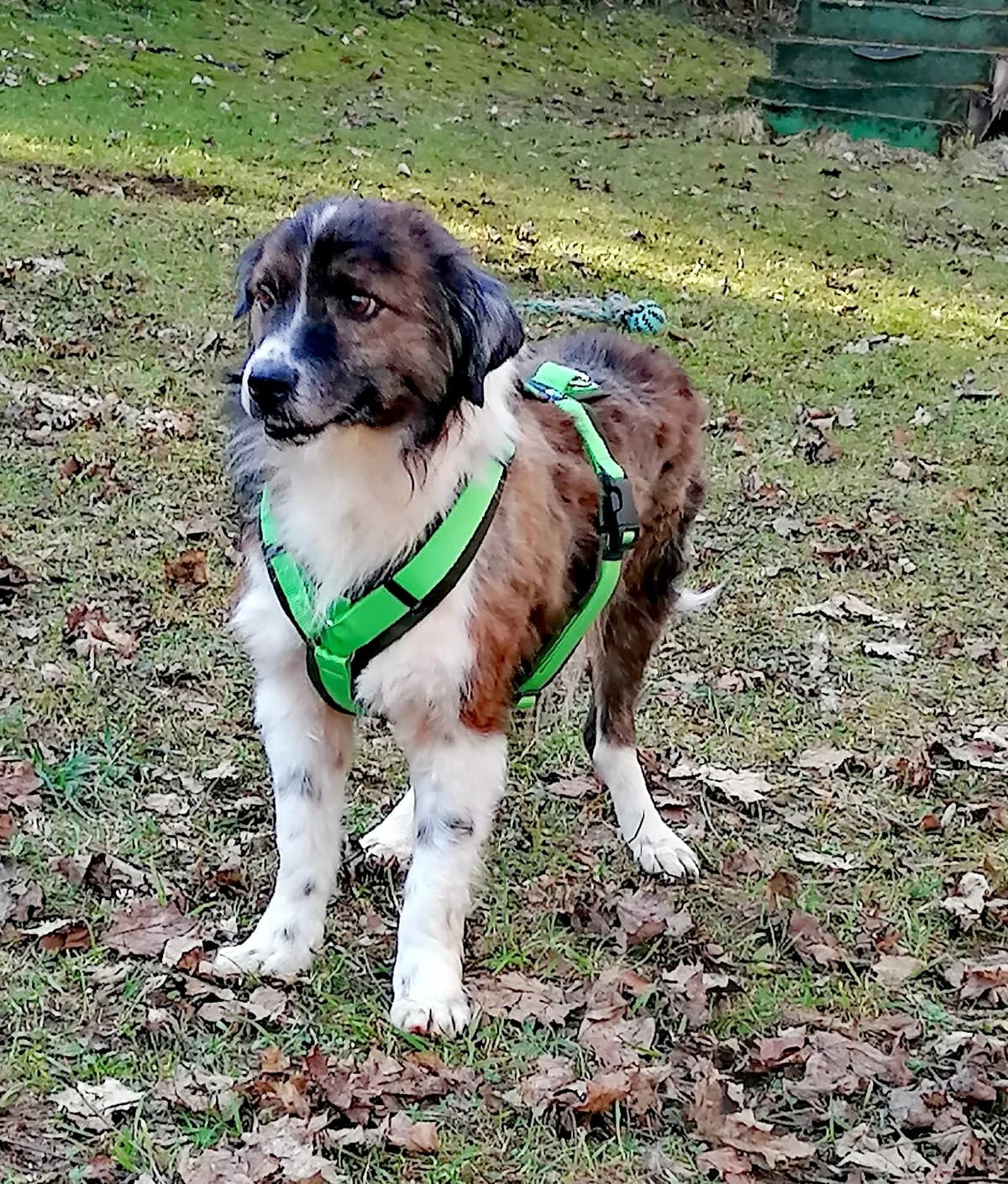 Yoshi, senior Mixed Breed for adoption at Tierheim Tuttlingen