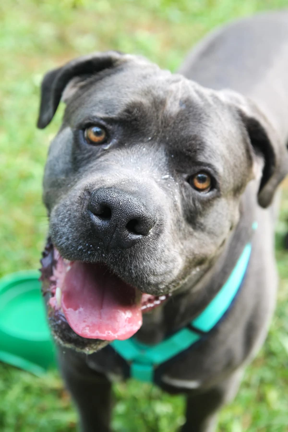 Gino, senior Mixed Breed for adoption at Tierheim Tuttlingen