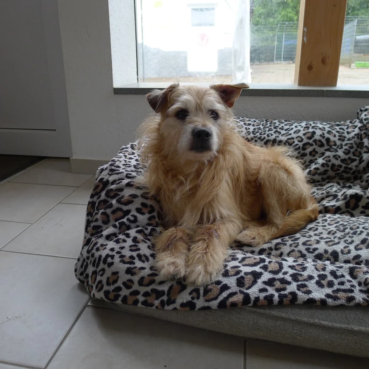 Mika, senior Mixed Breed for adoption at Tierheim Tuttlingen