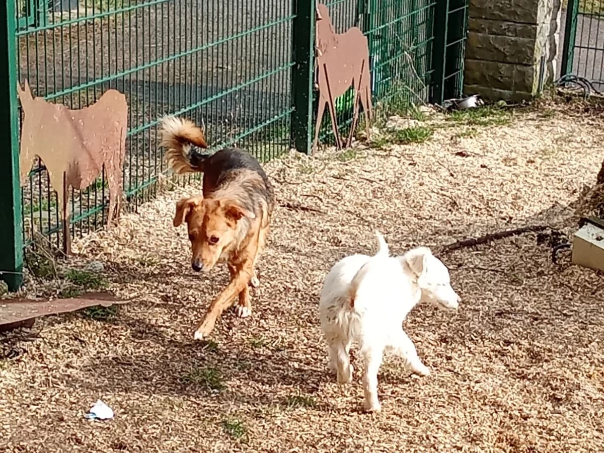Sissie, female 4yo Mixed Breed for adoption at Tierheim Tuttlingen