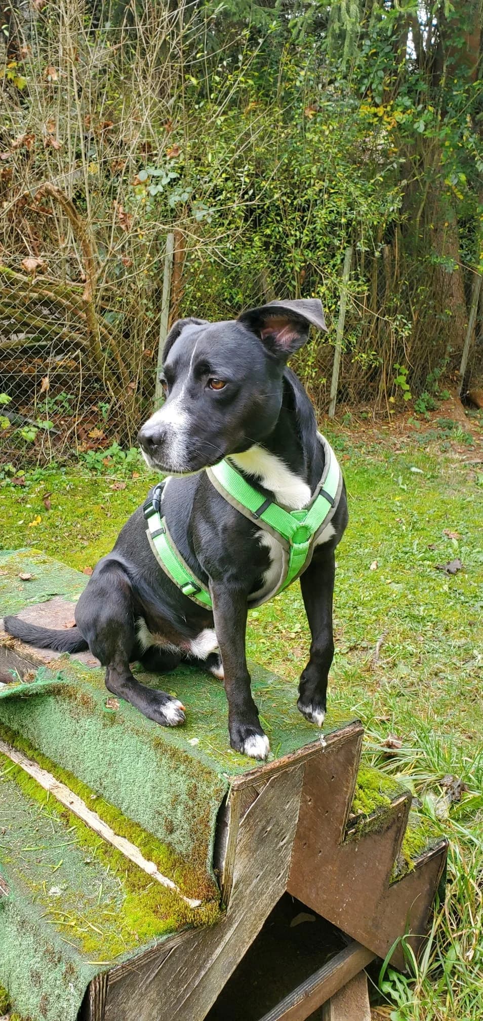 Yuma, female 4yo Mixed Breed for adoption at Tierheim Tuttlingen