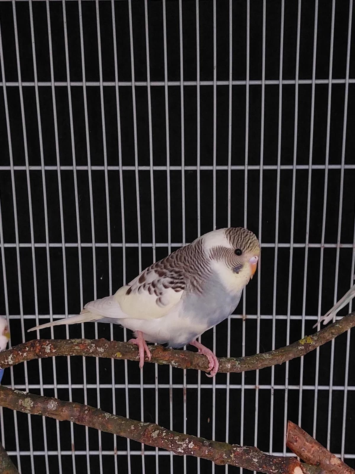 Fly, mixed breed for adoption at Tierheim u. Tierschutzverein Kreis Ahrweiler e.V. / Tierheim Remagen., Remagen